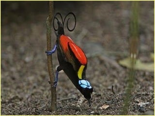 Defile de mode des oiseaux