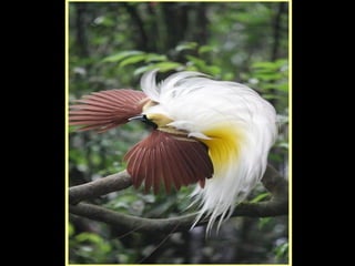 Defile de mode des oiseaux