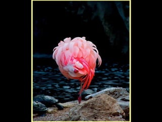 Defile de mode des oiseaux