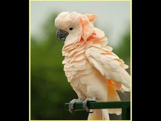 Defile de mode des oiseaux