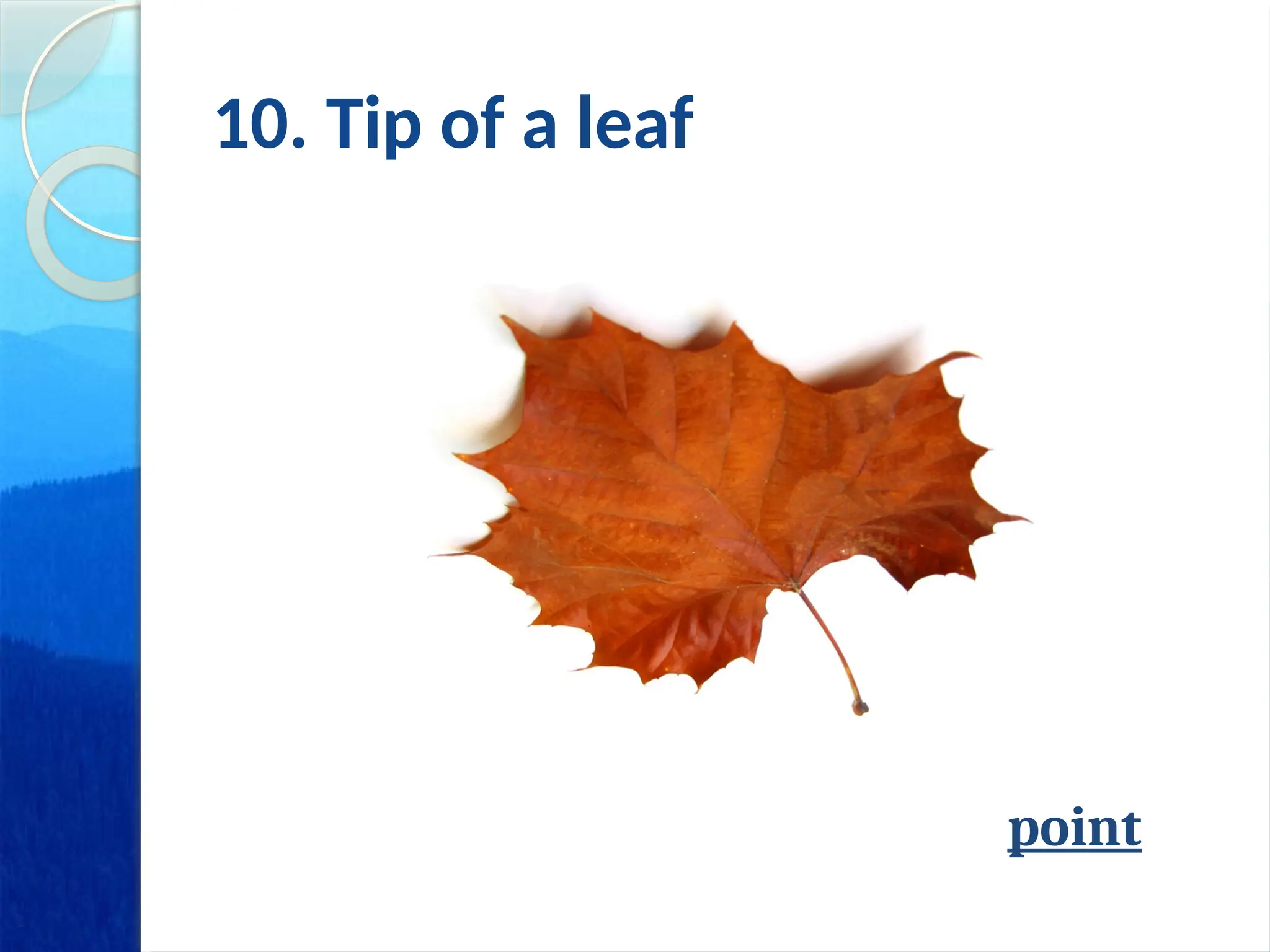 10. Tip of a leaf
point
 