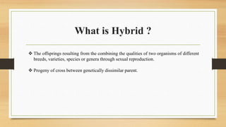 What is Hybrid ?
 The offsprings resulting from the combining the qualities of two organisms of different
breeds, varieties, species or genera through sexual reproduction.
 Progeny of cross between genetically dissimilar parent.
 