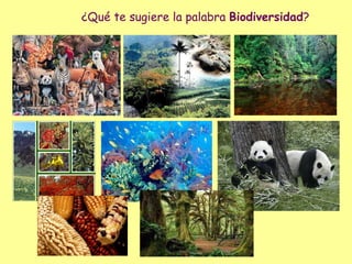 ¿Qué te sugiere la palabra Biodiversidad ?