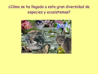 ¿Cómo se ha llegado a esta gran diversidad de especies y ecosistemas?