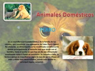 PERRO
    es un mamíferocarnívorodoméstico de la familia de los
cánidos, que constituye una subespecie del lobo (Canis lupus).
 No obstante, su alimentación se ha modificado notablemente
    debido principalmente al estrecho lazo que existe con el
   hombre, hasta el punto en que hoy en día sea alimentado
 usualmente como si fuese un omnívoro. Su tamaño o talla, su
forma y pelaje es muy diverso según la raza de perro. Posee un
     oído y olfato muy desarrollados, siendo este último su
                   principal órgano sensorial.
 