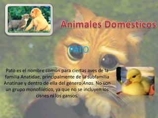 PATO

 Pato es el nombre común para ciertas aves de la
familia Anatidae, principalmente de la subfamilia
Anatinae y dentro de ella del género Anas. No son
 un grupo monofilético, ya que no se incluyen los
               cisnes ni los gansos.
 