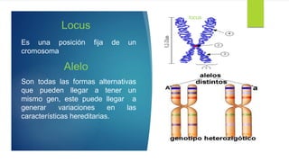 Genetica y conducta Definiciones | PPTX