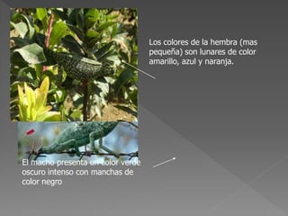 Los colores de la hembra (mas
pequeña) son lunares de color
amarillo, azul y naranja.
El macho presenta un color verde
oscuro intenso con manchas de
color negro
 