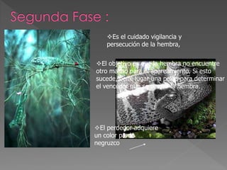 Es el cuidado vigilancia y
persecución de la hembra,
El objetivo es que la hembra no encuentre
otro macho para el apareamiento. Si esto
sucede, tiene lugar una pelea para determinar
el vencedor que se llevará la hembra.
El perdedor adquiere
un color pardo
negruzco
 
