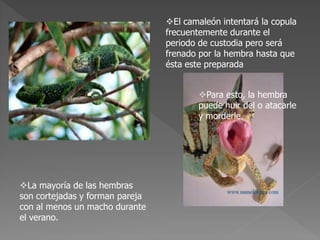 El camaleón intentará la copula
frecuentemente durante el
periodo de custodia pero será
frenado por la hembra hasta que
ésta este preparada
Para esto, la hembra
puede huir del o atacarle
y morderle.
La mayoría de las hembras
son cortejadas y forman pareja
con al menos un macho durante
el verano.
 