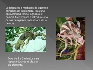 La cópula es a mediados de agosto o
principios de septiembre. Tras una
aproximación rápida, agarra a la
hembra fuertemente e introduce uno
de sus hemipenes en la cloaca de la
hembra.
Dura de 2 a 3 minutos y se
repetirá durante el día o al
día siguiente.
 