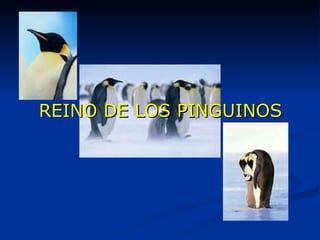 REINO DE LOS PINGUINOS 
