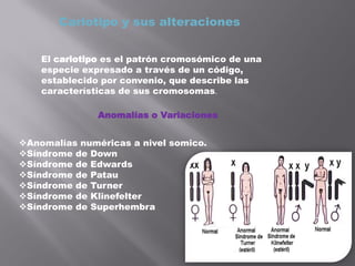Cariotipo y sus alteraciones
El cariotipo es el patrón cromosómico de una
especie expresado a través de un código,
establecido por convenio, que describe las
características de sus cromosomas.
Anomalías o Variaciones
Anomalías numéricas a nivel somico.
Síndrome de Down
Síndrome de Edwards
Síndrome de Patau
Síndrome de Turner
Síndrome de Klinefelter
Síndrome de Superhembra
 
