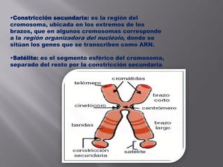 •Constricción secundaria: es la región del
cromosoma, ubicada en los extremos de los
brazos, que en algunos cromosomas corresponde
a la región organizadora del nucléolo, donde se
sitúan los genes que se transcriben como ARN.
•Satélite: es el segmento esférico del cromosoma,
separado del resto por la constricción secundaria.
 