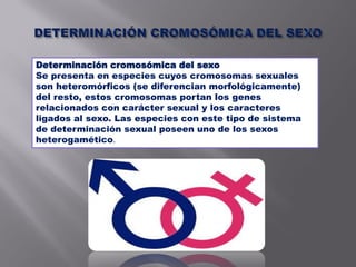 Determinación cromosómica del sexo
Se presenta en especies cuyos cromosomas sexuales
son heteromórficos (se diferencian morfológicamente)
del resto, estos cromosomas portan los genes
relacionados con carácter sexual y los caracteres
ligados al sexo. Las especies con este tipo de sistema
de determinación sexual poseen uno de los sexos
heterogamético.
 