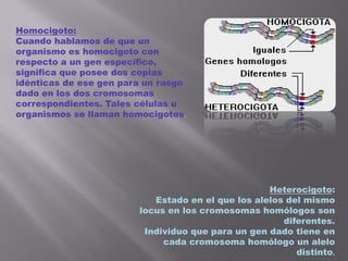 Homocigoto:
Cuando hablamos de que un
organismo es homocigoto con
respecto a un gen específico,
significa que posee dos copias
idénticas de ese gen para un rasgo
dado en los dos cromosomas
correspondientes. Tales células u
organismos se llaman homocigotos.
Heterocigoto:
Estado en el que los alelos del mismo
locus en los cromosomas homólogos son
diferentes.
Individuo que para un gen dado tiene en
cada cromosoma homólogo un alelo
distinto.
 