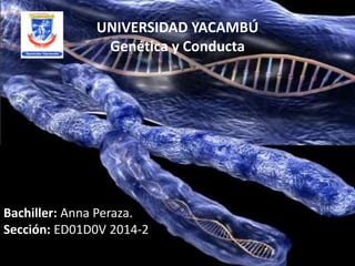UNIVERSIDAD YACAMBÚ
Genética y Conducta
Bachiller: Anna Peraza.
Sección: ED01D0V 2014-2
 
