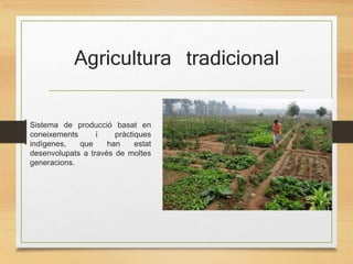 Agricultura tradicional
Sistema de producció basat en
coneixements i pràctiques
indígenes, que han estat
desenvolupats a través de moltes
generacions.
 