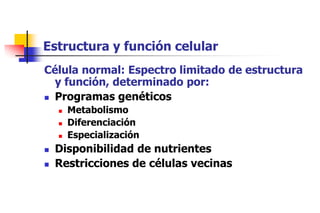 Estructura y función celular
Célula normal: Espectro limitado de estructura
  y función, determinado por:
 Programas genéticos
       Metabolismo
       Diferenciación
       Especialización
   Disponibilidad de nutrientes
   Restricciones de células vecinas
 