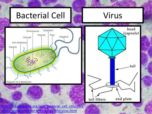 Resultado de imagen para virus wikipedia