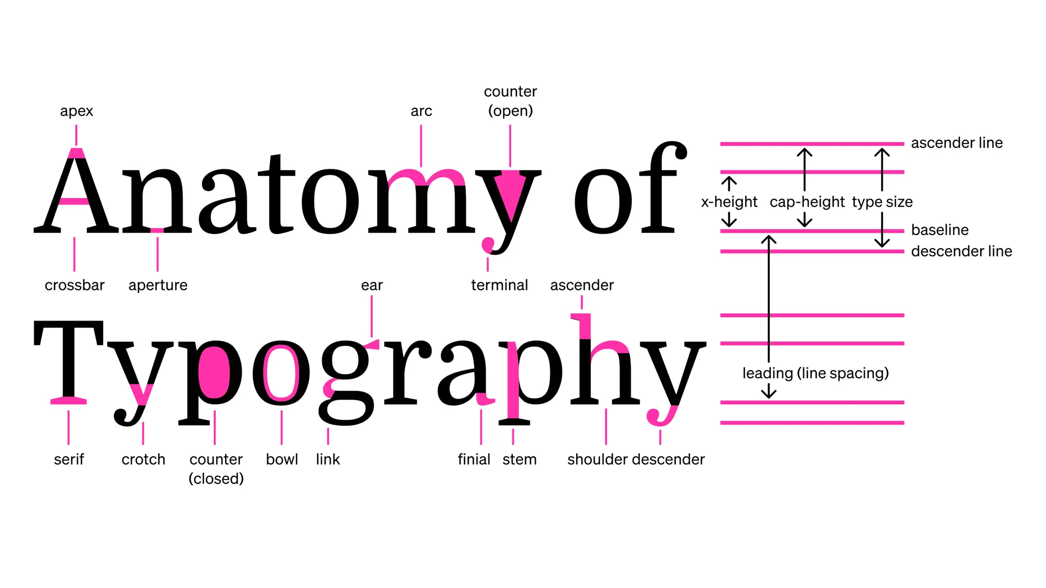 TYPOGRAPHY ANATOMY TERMS
 