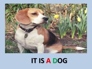 IT IS A DOG
 