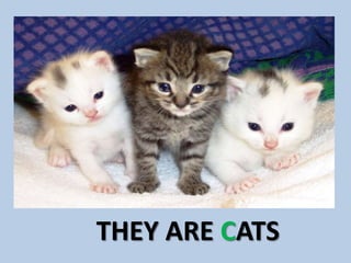 THEY ARE CATS
 