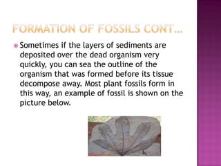  Sometimes  if the layers of sediments are
 deposited over the dead organism very
 quickly, you can sea the outline of the
 organism that was formed before its tissue
 decompose away. Most plant fossils form in
 this way, an example of fossil is shown on the
 picture below.
 