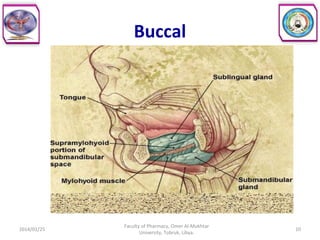 Buccal
2014/01/25 10
Faculty of Pharmacy, Omer Al-Mukhtar
University, Tobruk, Libya.
 
