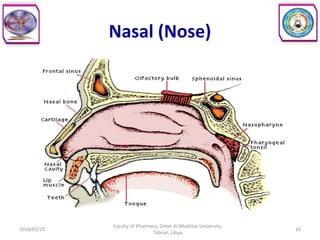 Nasal (Nose)
2014/01/25 16
Faculty of Pharmacy, Omer Al-Mukhtar University,
Tobruk, Libya.
 
