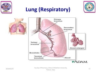 Lung (Respiratory)
2014/01/25 17
Faculty of Pharmacy, Omer Al-Mukhtar University,
Tobruk, Libya.
 