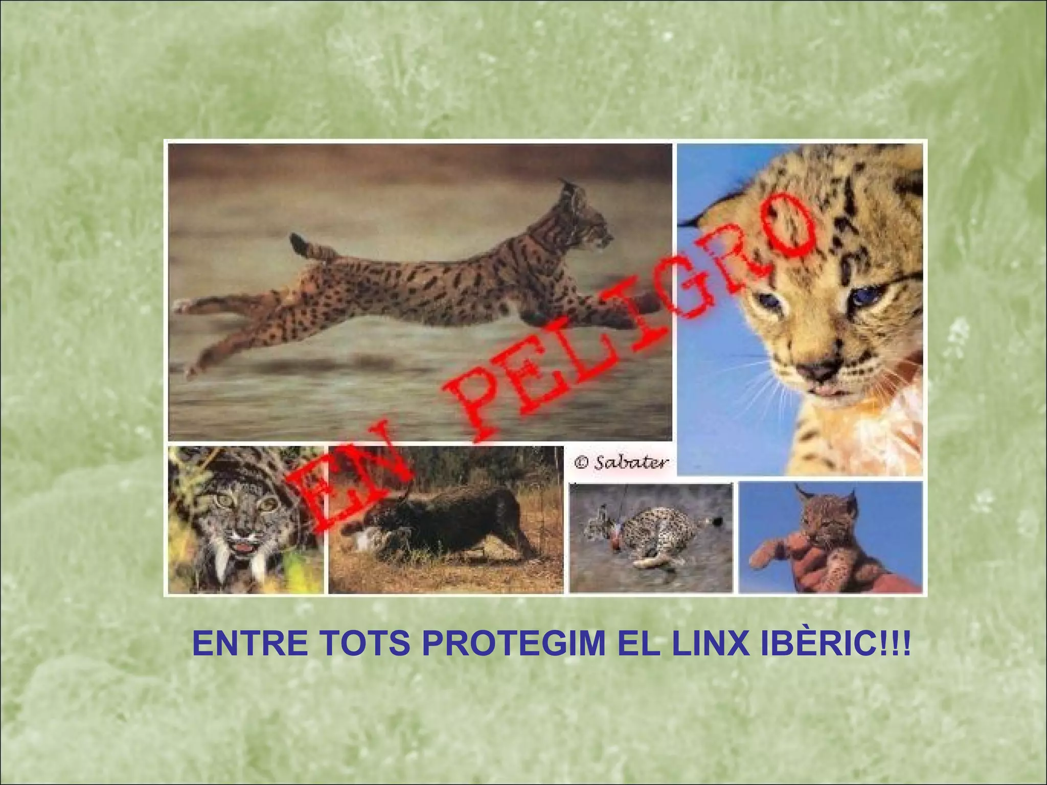 ENTRE TOTS PROTEGIM EL LINX IBÈRIC!!!
 