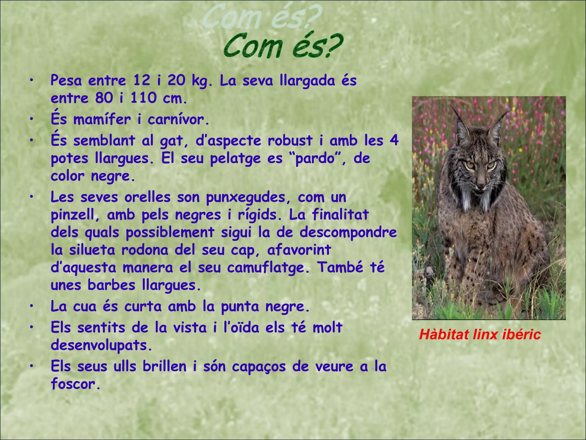 • Pesa entre 12 i 20 kg. La seva llargada és
entre 80 i 110 cm.
• És mamífer i carnívor.
• És semblant al gat, d’aspecte robust i amb les 4
potes llargues. El seu pelatge es “pardo”, de
color negre.
• Les seves orelles son punxegudes, com un
pinzell, amb pels negres i rígids. La finalitat
dels quals possiblement sigui la de descompondre
la silueta rodona del seu cap, afavorint
d’aquesta manera el seu camuflatge. També té
unes barbes llargues.
• La cua és curta amb la punta negre.
• Els sentits de la vista i l’oïda els té molt
desenvolupats.
• Els seus ulls brillen i són capaços de veure a la
foscor.
Hàbitat linx ibéric
 