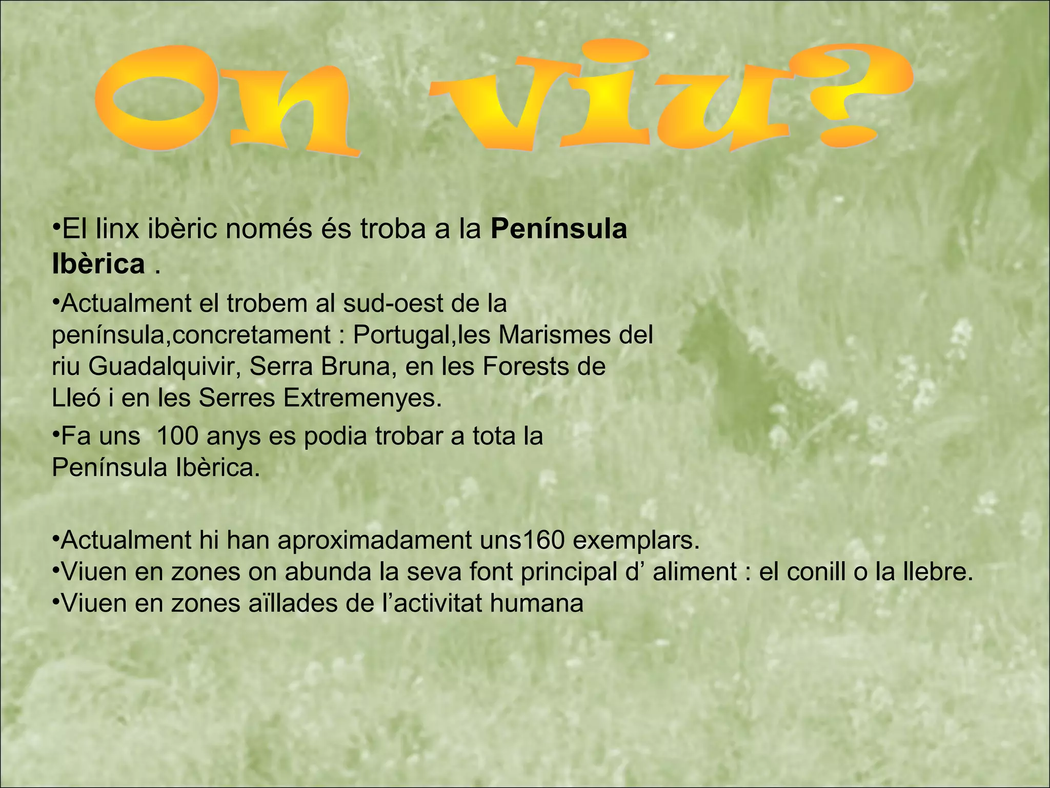 •El linx ibèric només és troba a la Península
Ibèrica .
•Actualment el trobem al sud-oest de la
península,concretament : Portugal,les Marismes del
riu Guadalquivir, Serra Bruna, en les Forests de
Lleó i en les Serres Extremenyes.
•Fa uns 100 anys es podia trobar a tota la
Península Ibèrica.
•Actualment hi han aproximadament uns160 exemplars.
•Viuen en zones on abunda la seva font principal d’ aliment : el conill o la llebre.
•Viuen en zones aïllades de l’activitat humana
 