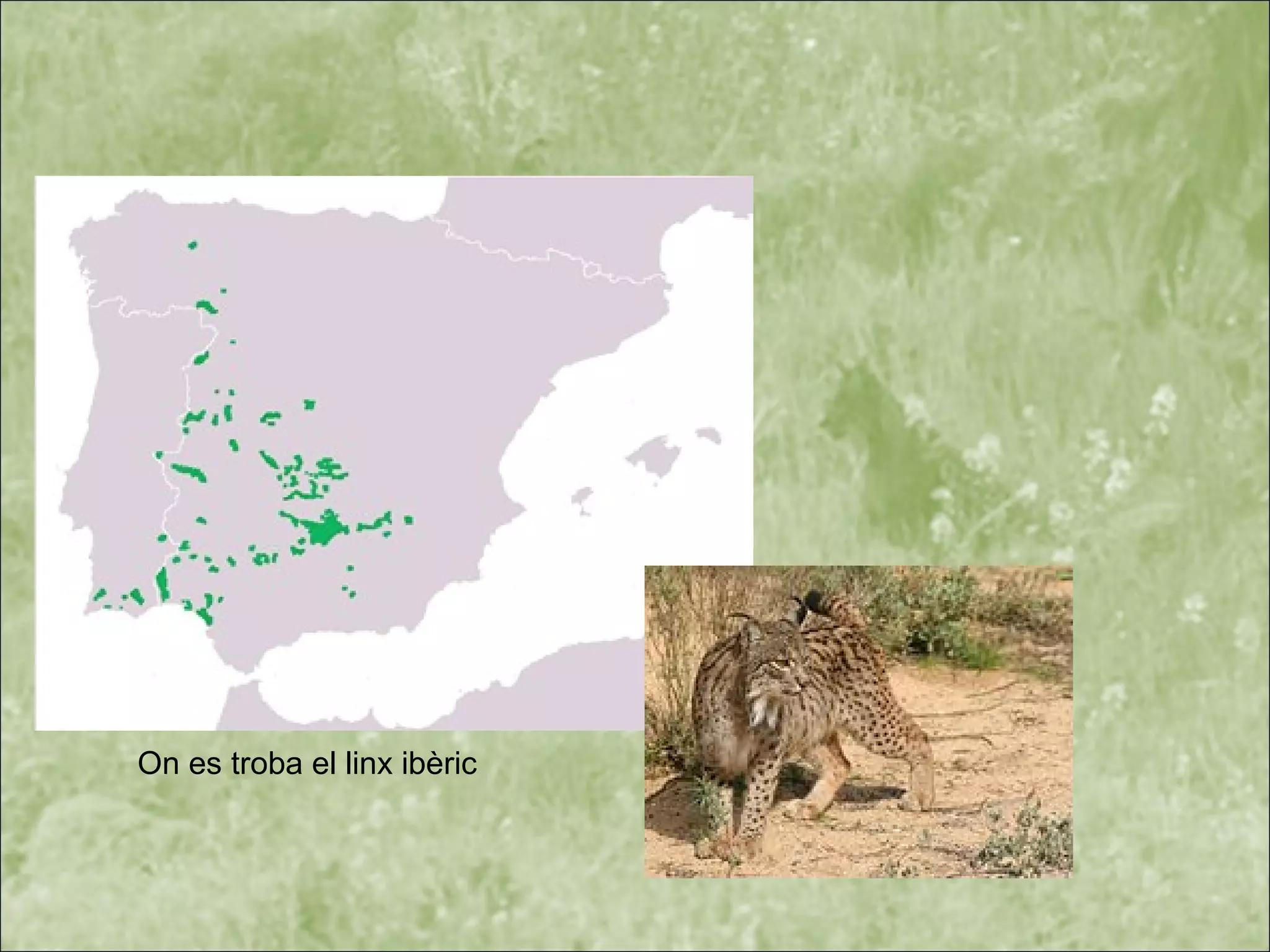 On es troba el linx ibèric
 
