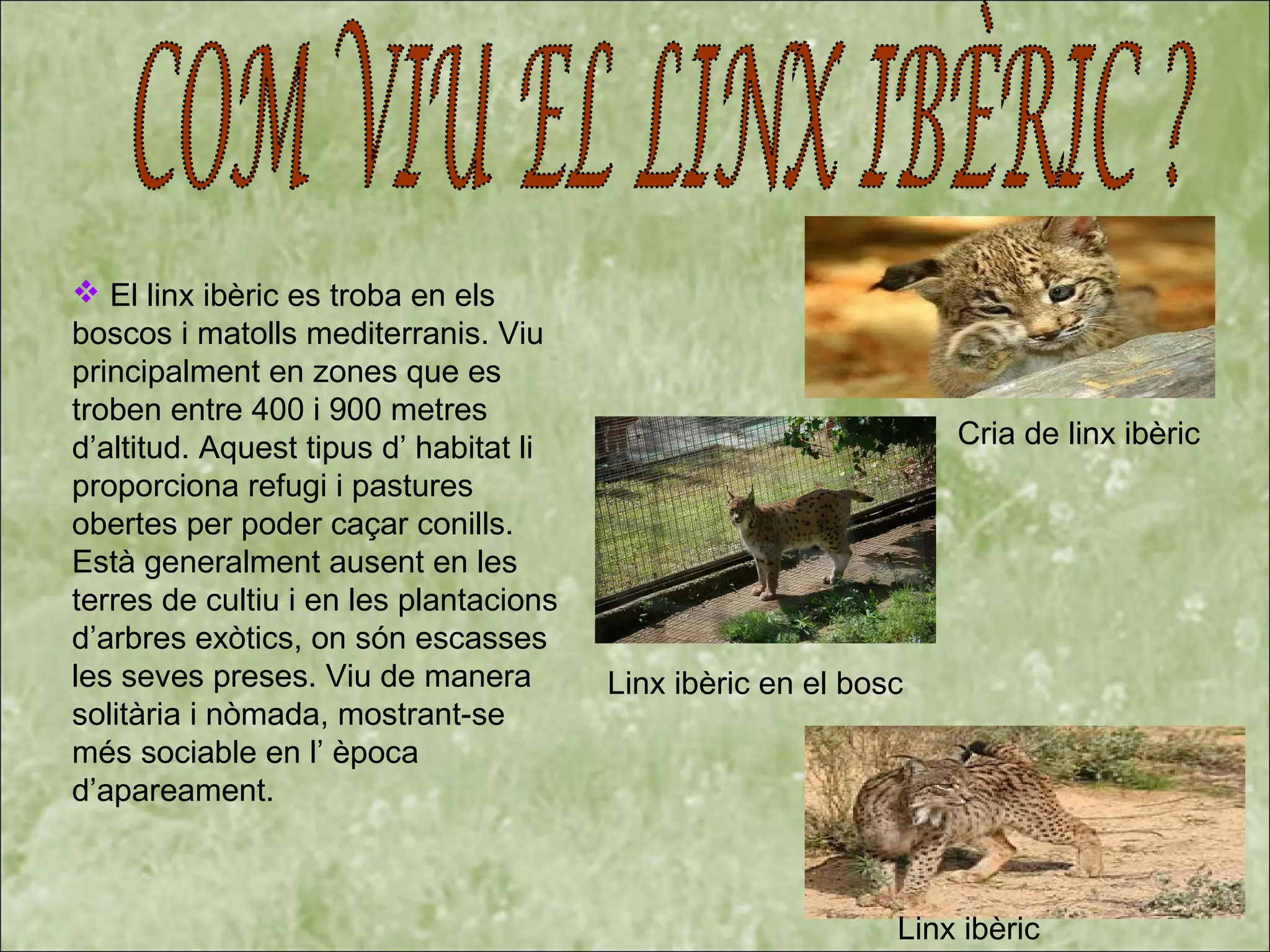  El linx ibèric es troba en els
boscos i matolls mediterranis. Viu
principalment en zones que es
troben entre 400 i 900 metres
d’altitud. Aquest tipus d’ habitat li
proporciona refugi i pastures
obertes per poder caçar conills.
Està generalment ausent en les
terres de cultiu i en les plantacions
d’arbres exòtics, on són escasses
les seves preses. Viu de manera
solitària i nòmada, mostrant-se
més sociable en l’ època
d’apareament.
Cria de linx ibèric
Linx ibèric
Linx ibèric en el bosc
 