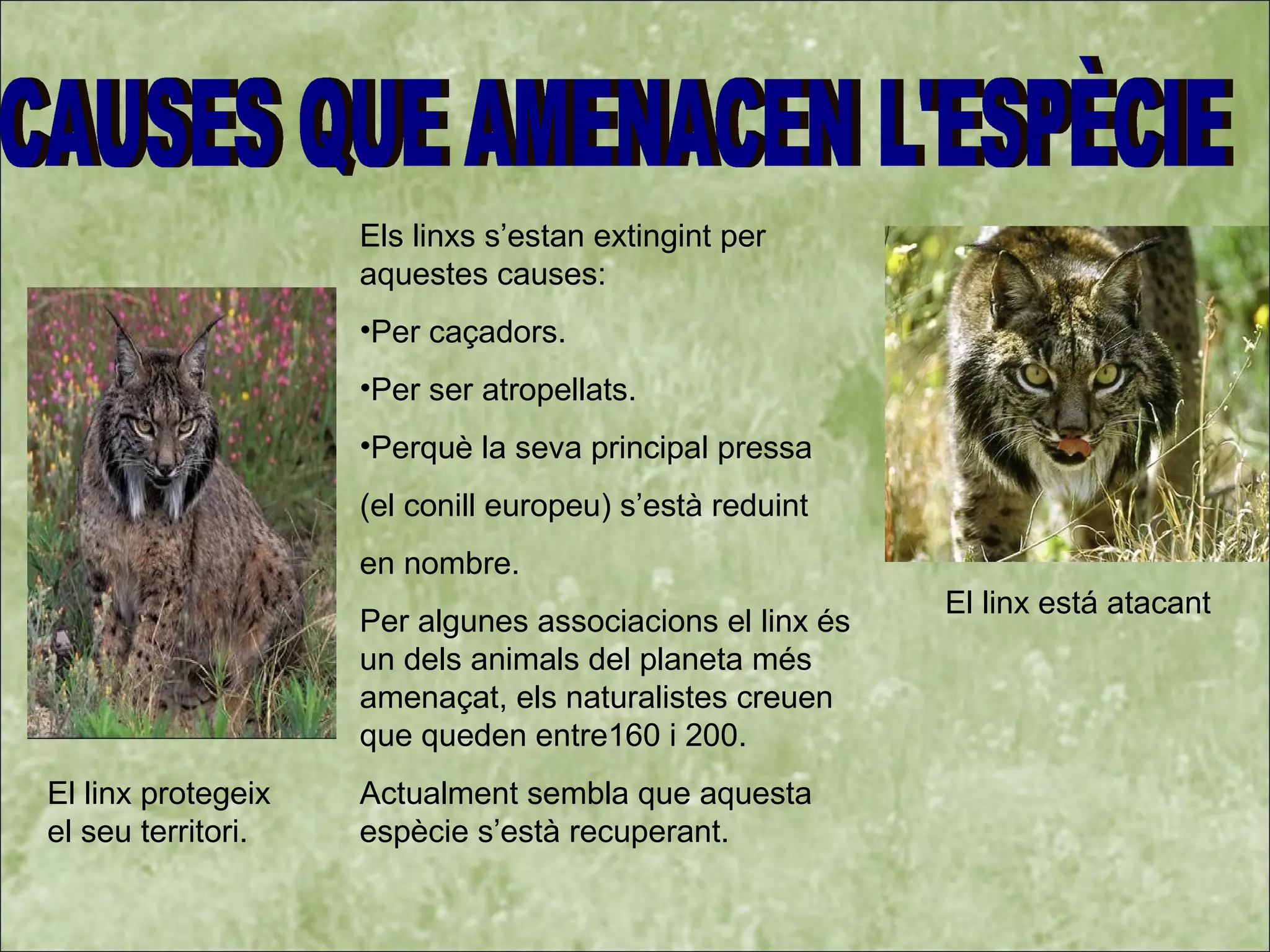 Els linxs s’estan extingint per
aquestes causes:
•Per caçadors.
•Per ser atropellats.
•Perquè la seva principal pressa
(el conill europeu) s’està reduint
en nombre.
Per algunes associacions el linx és
un dels animals del planeta més
amenaçat, els naturalistes creuen
que queden entre160 i 200.
Actualment sembla que aquesta
espècie s’està recuperant.
El linx está atacant
El linx protegeix
el seu territori.
 