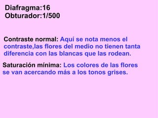 Diafragma:16
Obturador:1/500
Contraste normal: Aquí se nota menos el
contraste,las flores del medio no tienen tanta
diferencia con las blancas que las rodean.
Saturación mínima: Los colores de las flores
se van acercando más a los tonos grises.

 