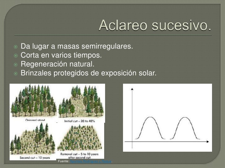 Regeneración de una masa forestal
