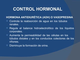 CONTROL HORMONAL
HORMONA ANTIDIURÉTICA (ADH) O VASOPRESINA
 Controla la reabsorción de agua en los túbulos
  renales.
 Regula el balance hidroelectrolítico de los líquidos
  corporales.
 Aumenta la permeabilidad de las células en los
  túbulos distales y en los conductos colectores de los
  riñones.
 Disminuye la formación de orina.
 
