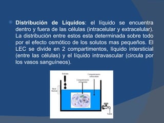    Distribución de Líquidos: el líquido se encuentra
    dentro y fuera de las células (intracelular y extracelular).
    La distribución entre estos esta determinada sobre todo
    por el efecto osmótico de los solutos mas pequeños. El
    LEC se divide en 2 compartimentos, líquido intersticial
    (entre las células) y el líquido intravascular (circula por
    los vasos sanguíneos).
 