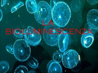 LA
BIOLUMINESCENZA
 