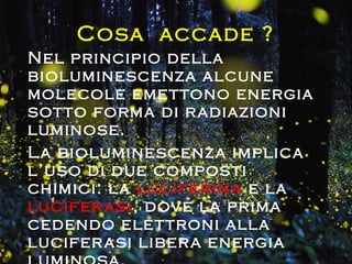 Cosa accade ?
Nel principio della
bioluminescenza alcune
molecole emettono energia
sotto forma di radiazioni
luminose.
La bioluminescenza implica
l’uso di due composti
chimici: la luciferina e la
luciferasi, dove la prima
cedendo elettroni alla
luciferasi libera energia
 