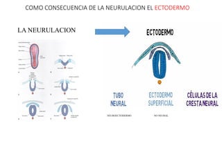 Neuroectodermo Desarrollo Embrionario: Semanas 4 a 8 y Formación de Órganos | PPTX