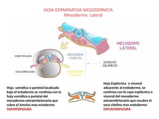 Desarrollo Embrionario: Semanas 4 a 8 y Formación de Órganos | PPTX