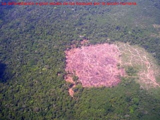 La deforestación a gran escala de los bosques por la acción humana. 