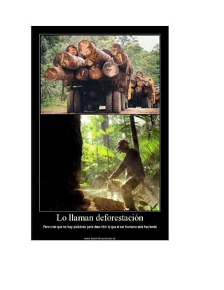 Deforestación