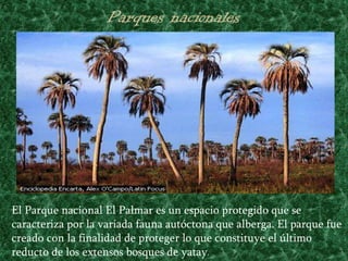 El Parque nacional El Palmar es un espacio protegido que se
caracteriza por la variada fauna autóctona que alberga. El parque fue
creado con la finalidad de proteger lo que constituye el último
reducto de los extensos bosques de yatay.
 