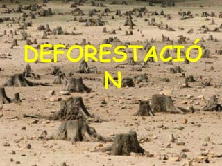 Deforestación 