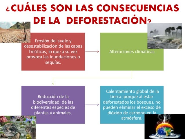 Reforestación Y Deforestación De La República Dominicana (Causas Y Co…